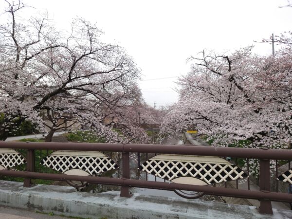 岩倉市　桜