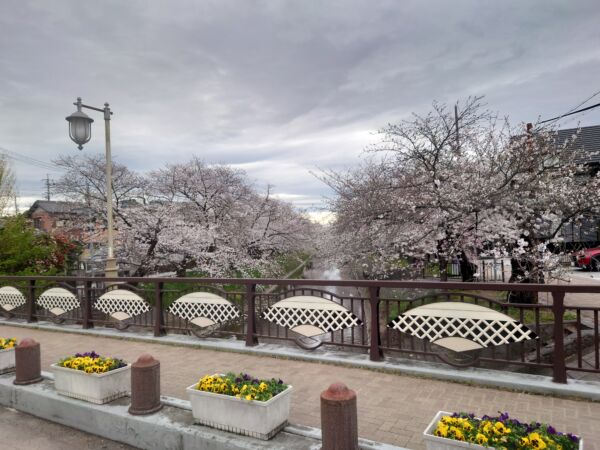岩倉市桜
